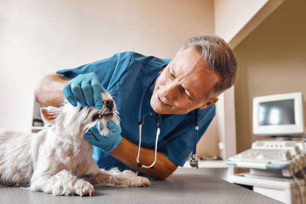Best Pediatric Emergency Dentist in Grabill, IN